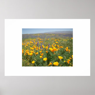 Carrizo Wildflowers Poster