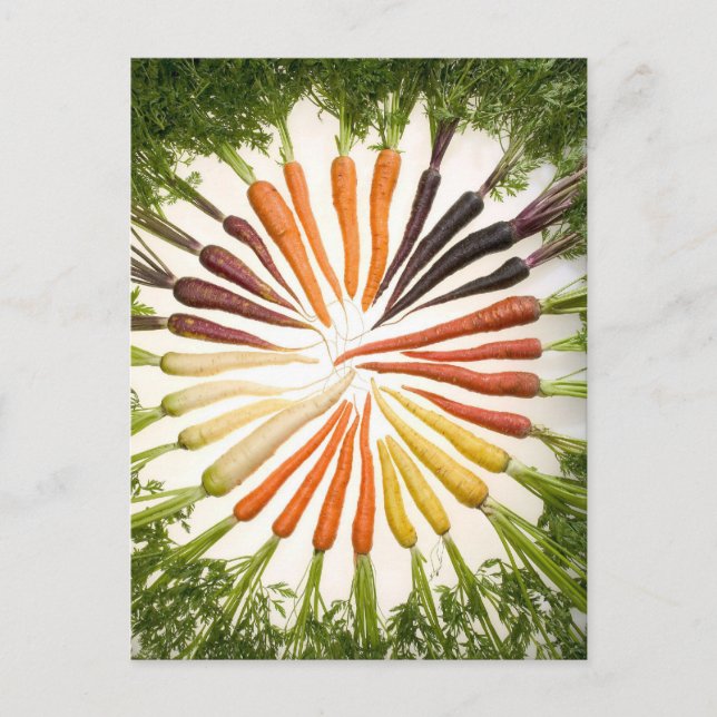 Carrot Colour Wheel Postcard (Front)