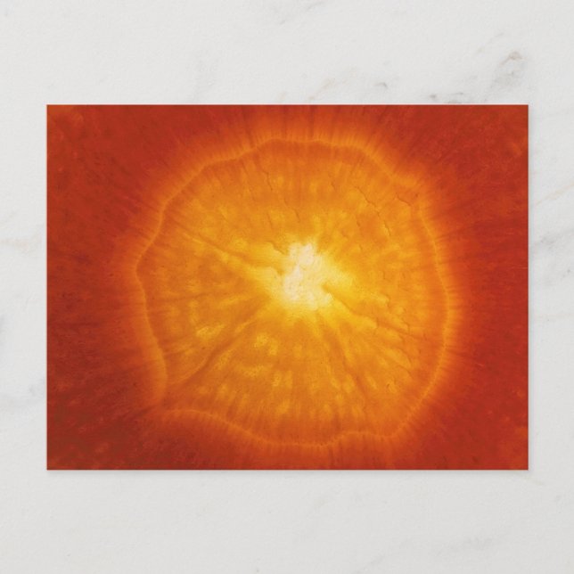 Carrot Postcard (Front)