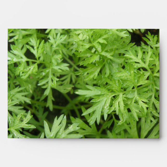 Carrot Tops Envelopes (Front)