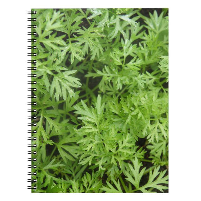 Carrot Tops Notebook (Front)