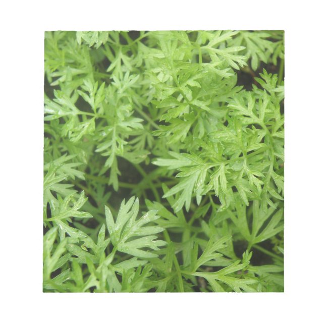 Carrot Tops Notepad (Front)