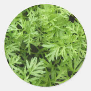 Carrot Tops Stickers