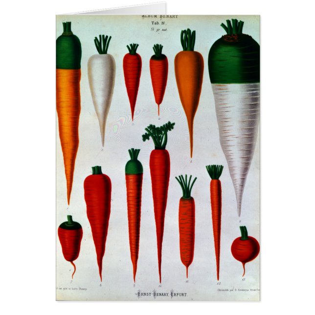 Carrots (Front)