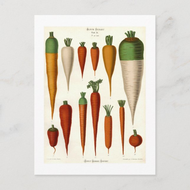 Carrots Postcard (Front)