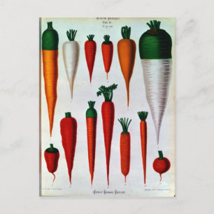Carrots Postcard