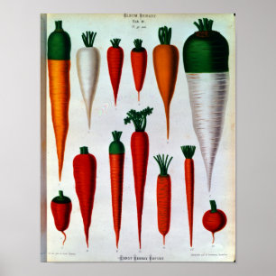 Carrots Poster