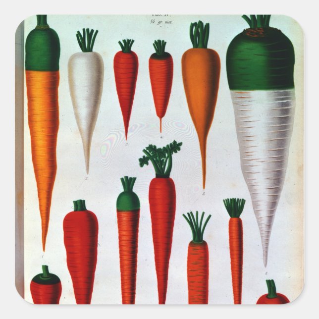 Carrots Square Sticker (Front)