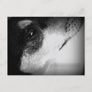 Cartão Postal: Thor Postcard