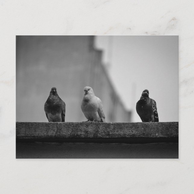 Cartão Postal - Três Pombos (Avenida Paulista)|Nº3 Postcard (Front)