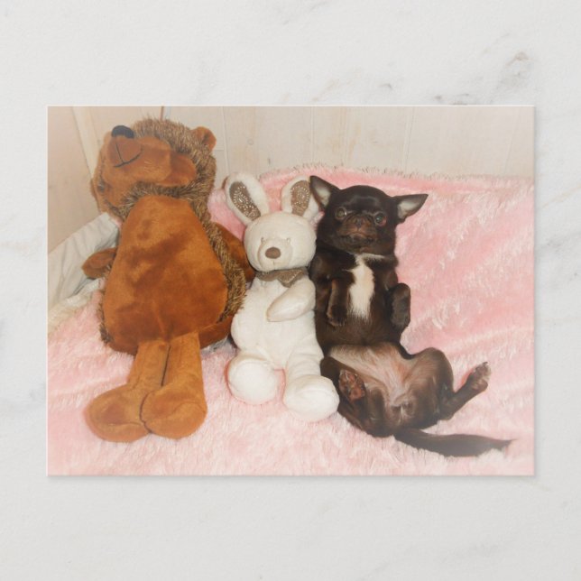 carte chihuahua marron nounours peluches humour postcard (Front)