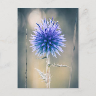 Carte postale Chardon bleu Postcard