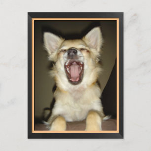 Carte postale chien chihuahua humour postcard
