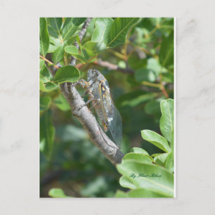 Carte postale cigale postcard