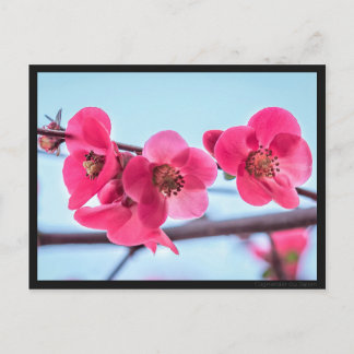 Carte postale Cognassier du Japon Postcard