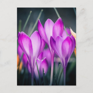 Carte postale Crocus Postcard