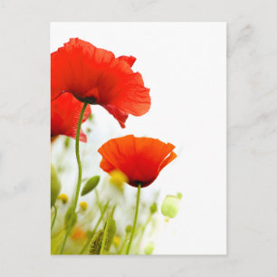 Carte postale - fleurs de coquelicots fond blanc postcard
