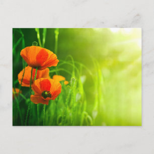 Carte postale - fleurs de coquelicots postcard