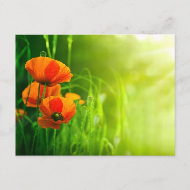 Carte postale - fleurs de coquelicots postcard (Front)