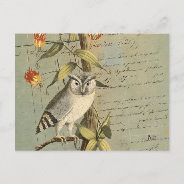 Carte postale hibou postcard (Front)