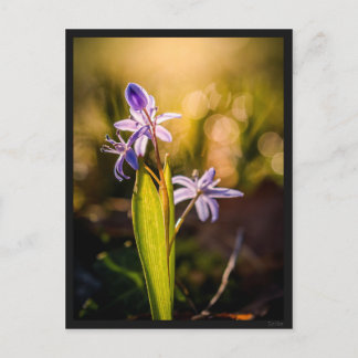 Carte postale le Scille Postcard