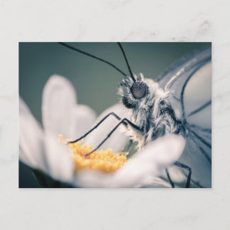 Carte postale papillon Gazé Postcard