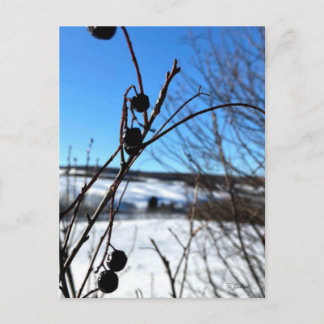 Carte postale paysage Baies d'hiver  Postcard