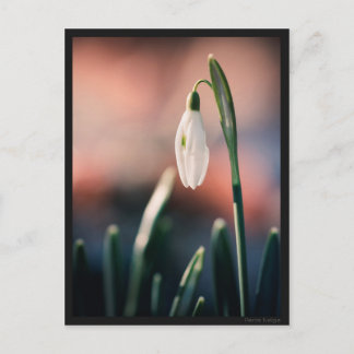 Carte postale Perce Neige Postcard