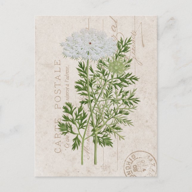 Carte Postale Queen Anne's Lace French Floral Postcard (Front)
