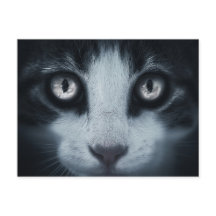 Carte postale regard de chat