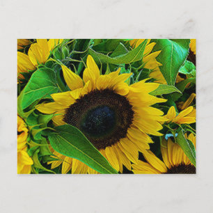 carte postale tournesols postcard
