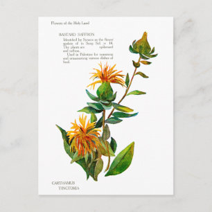 Carthamus Tinctoria Postcard