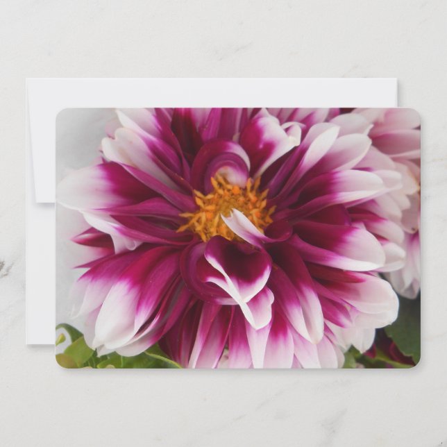 Cartheuserin (Front)