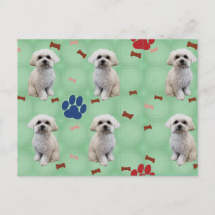 Cartoon Maltese Postcard