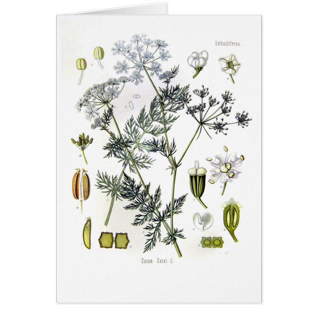 Carum carvi (caraway) (Front)