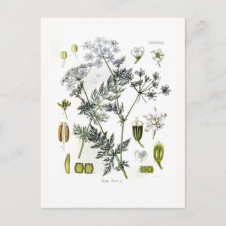Carum carvi (caraway) postcard