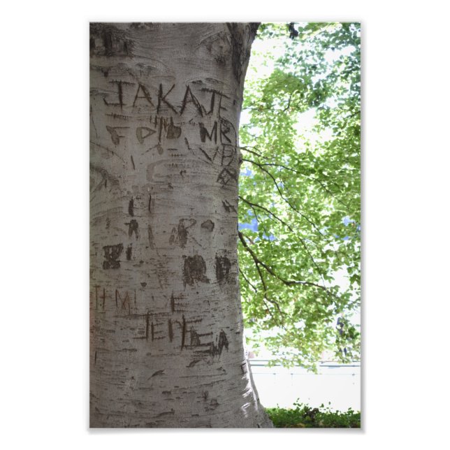 Carved in a Tree Central Park Nature Photography Photo Print (Front)