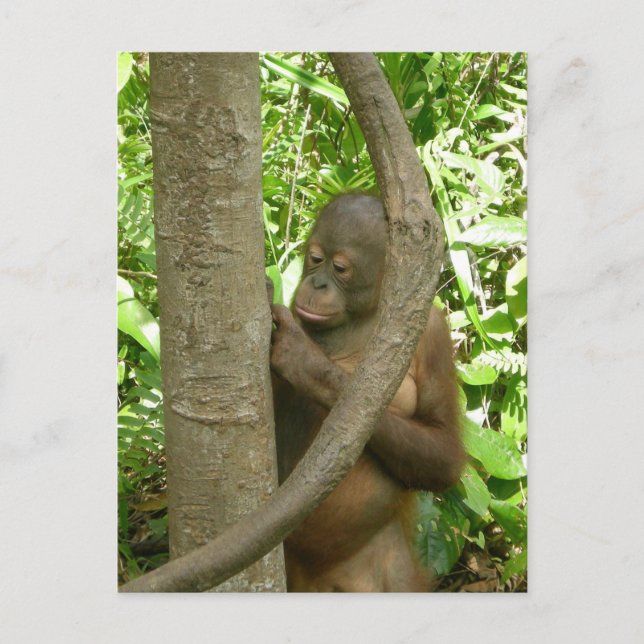 Carving My Name in a Tree Postcard (Front)