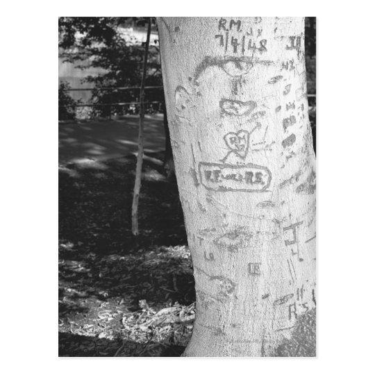 Carving on birch tree trunk B&W Postcard