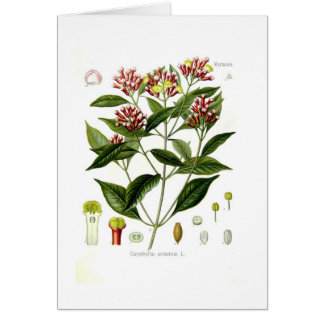 Caryophyllus aromaticus (Clove)