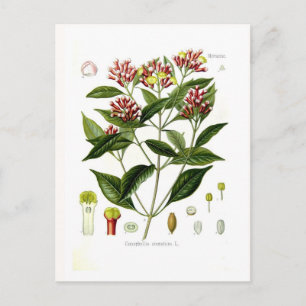 Caryophyllus aromaticus (Clove) Postcard