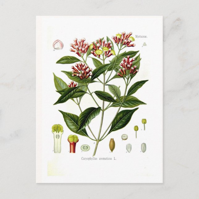 Caryophyllus aromaticus (Clove) Postcard (Front)