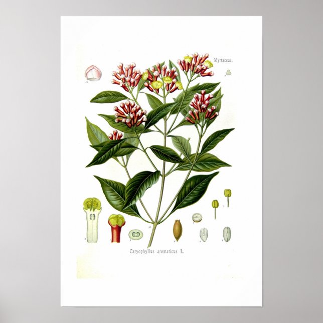Caryophyllus aromaticus (Clove) Poster (Front)