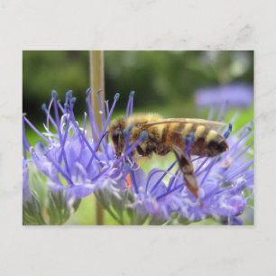 Caryopteris Postcard