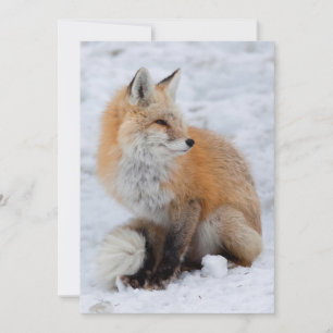 Cascade Fox in Snow Holiday Card