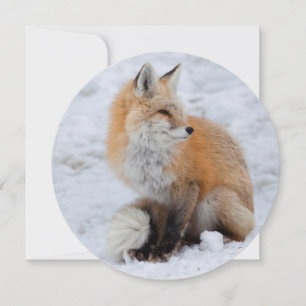 Cascade Fox in Snow Holiday Card