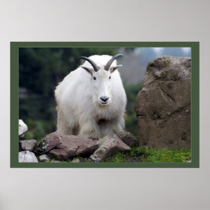 Cascade Mountain Goat Poster