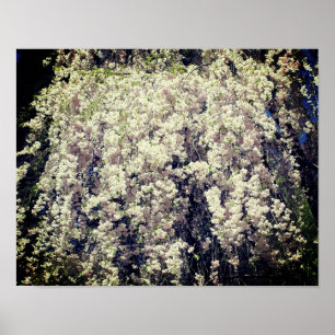 Cascade Of White Spring Flower Blossoms Poster