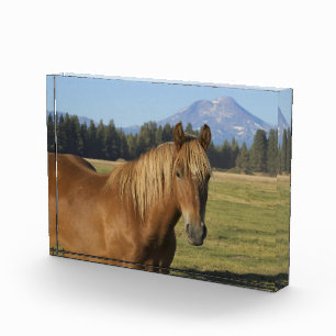 Cascade Range Chestnut Horse Photo Block