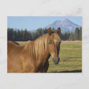 Cascade Range Chestnut Horse Postcard
